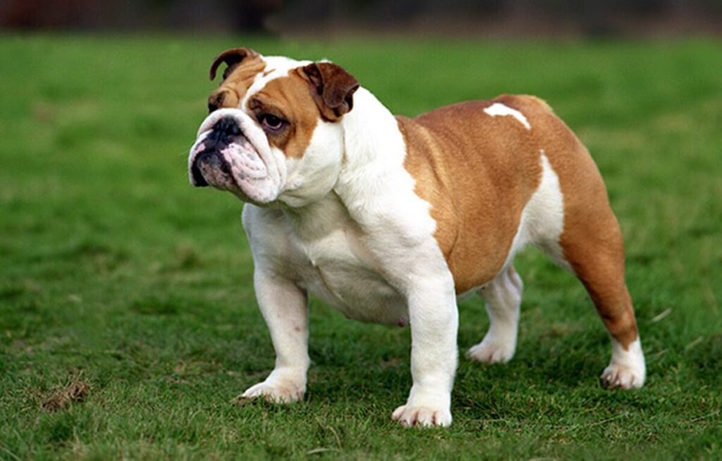bulldog inglese