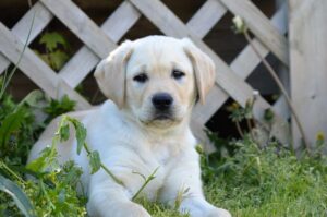 a4c91f4aa31f423bebc9b2a1448c9013