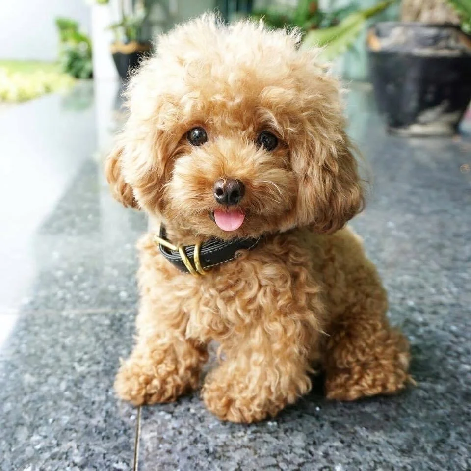 Poodle Dog